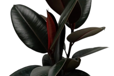 Ficus Burgundy Variety Thumbnail2.jpeg